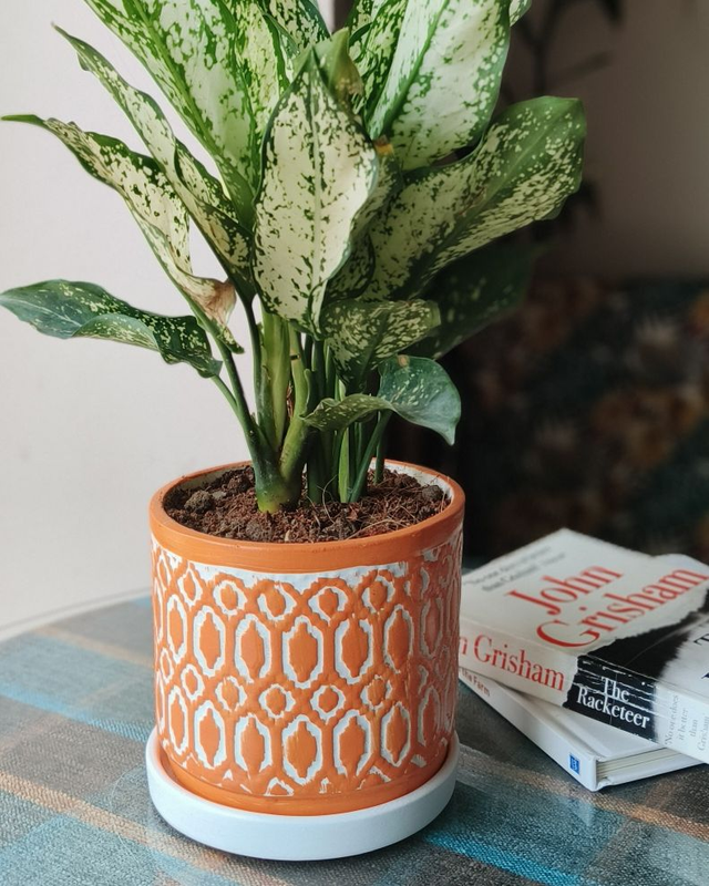 Aglaonema White In Moroccon Ceramic Pot